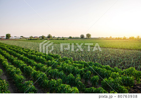 A farm field planted with different crops. Growing capsicum peppers, leeks and eggplants. Agriculture, farmland. Growing organic vegetables on open ground. Food production. Agroindustry agribusiness. 80763938