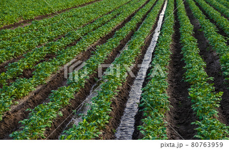 Water flows through an irrigation canal on a potato plantation. Surface irrigation of crops. European farming. Agriculture. Agronomy. Providing the field with life-giving moisture. Water flows through an irrigation canal on a potato plantation. Surface irrigation of crops. European farming. Agriculture. Agronomy. Providing the field with life-giving moisture. 80763959