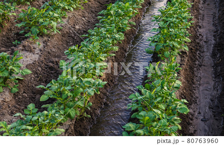 Water flows between rows of potato bushes. Watering the plantation. Providing the field with life-giving moisture. Surface irrigation of crops. European farming. Agriculture. Agronomy. Water flows between rows of potato bushes. Watering the plantation. Providing the field with life-giving moisture. Surface irrigation of crops. European farming. Agriculture. Agronomy. 80763960
