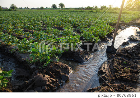 Potato plantation watering management. Shovels stuck into water stream for direction of flows to plantation rows. Traditional surface irrigation. Beautiful bushes of potatoes. Farming and agriculture. Potato plantation watering management. Shovels stuck into water stream for direction of flows to plantation rows. Traditional surface irrigation. Beautiful bushes of potatoes. Farming and agriculture. 80763961