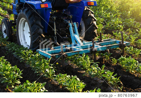 Blue tractor with a plow is cultivating a field of potatoes. Agroindustry equipment. Farm machinery. Crop care, soil quality improvement. Plowing and loosening ground. Field work cultivation. 80763967