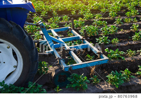 A tractor plow is cultivating a potato plantation. Loosening ground. Loosening and turning soil between rows to remove weeds and improve air and nutrient access to underground roots. 80763968