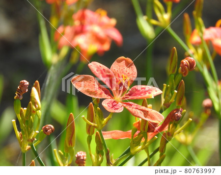 ヒオウギ 80763997