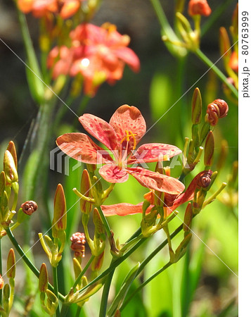 ヒオウギ 80763999