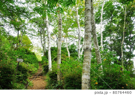 河口湖天上山公園（カチカチ山）あじさいハイキングコースのシラカバ林 80764460