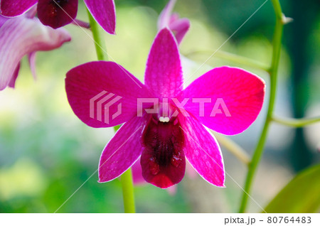 KUALA LUMPUR, MALAYSIA -AUGUST 25, 2018: Colorful tropical & exotic orchids flower in plants nursery.  80764483