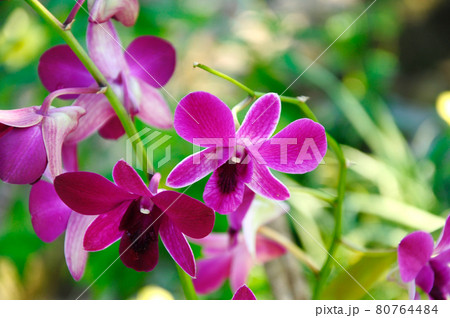 KUALA LUMPUR, MALAYSIA -AUGUST 25, 2018: Colorful tropical & exotic orchids flower in plants nursery.  80764484