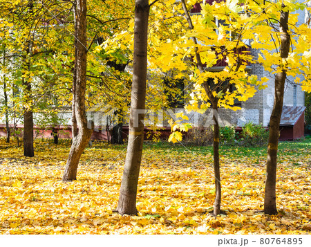 yellow maple trees in urban yard in autumn 80764895