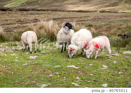 Sheep at the way up to Benbulbin in County Sligo - Donegal 80765011