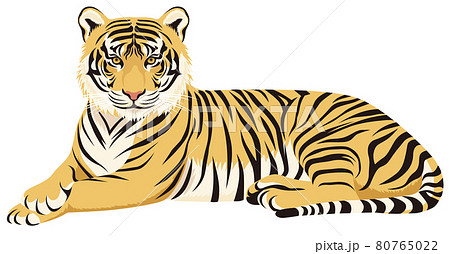 Lying tiger (yellow) - Stock Illustration [80765022] - PIXTA