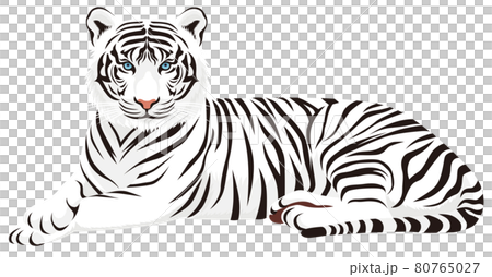 Lying tiger (white) Lying tiger (white) 80765027