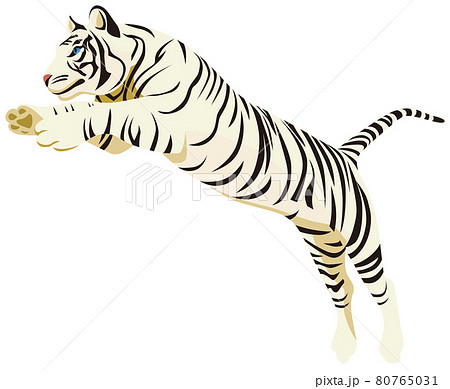 ジャンプする虎（白色）のイラスト素材 [80765031] - PIXTA