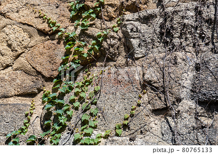 つたの絡まる石垣 80765133