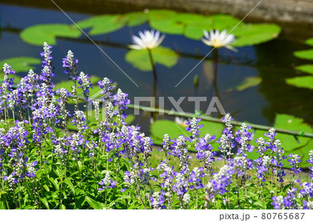 8月　足利133ブルーサルビア･あしかがフラワーパーク 80765687