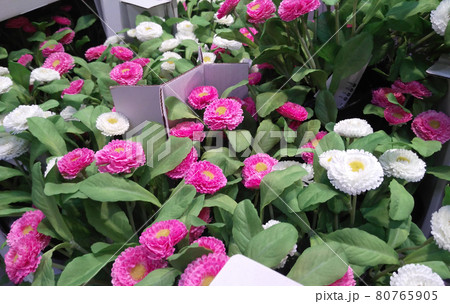 DAMANSARA, MALAYSIA -SEPTEMBER 29, 2016: Artificial flowers in various color was display for sale in the mall. DAMANSARA, MALAYSIA -SEPTEMBER 29, 2016: Artificial flowers in various color was display for sale in the mall. 80765905