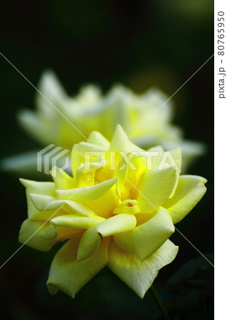 花の女王 80765950