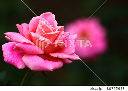 花の女王 花の女王 80765953