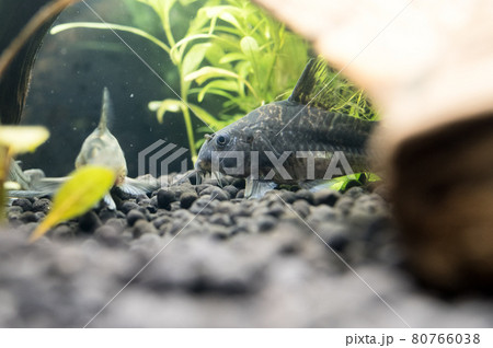 コリドラス 80766038