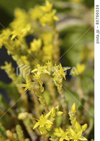 Goldmoss stonecrop 80766039