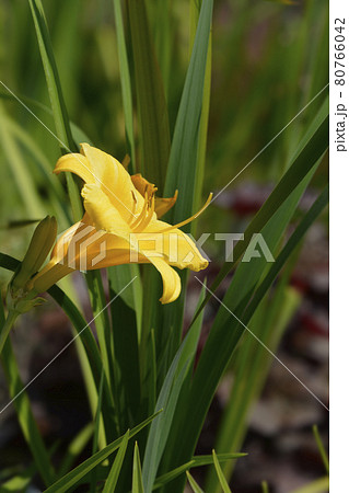 Daylily Stella de Oro Daylily Stella de Oro 80766042