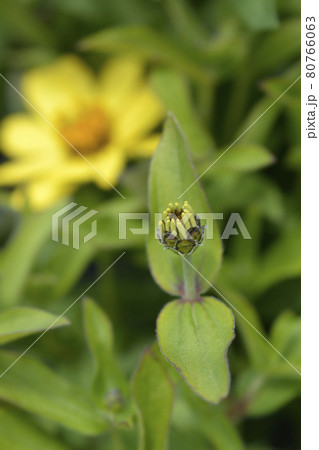 Common zinnia Common zinnia 80766063