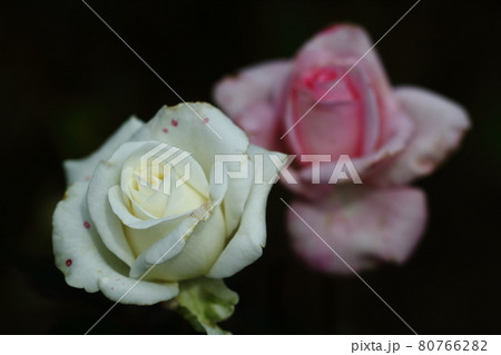 花の女王 花の女王 80766282