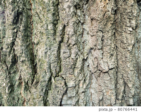 horizontal background - bark of mature poplar tree 80766441
