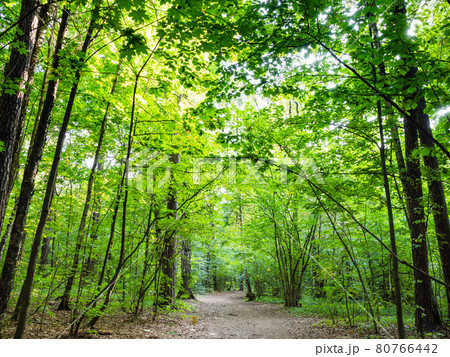 pathway in green city park in summer evening 80766442