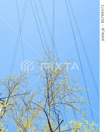 blossoming of poplar tree and wires in blue sky 80766472