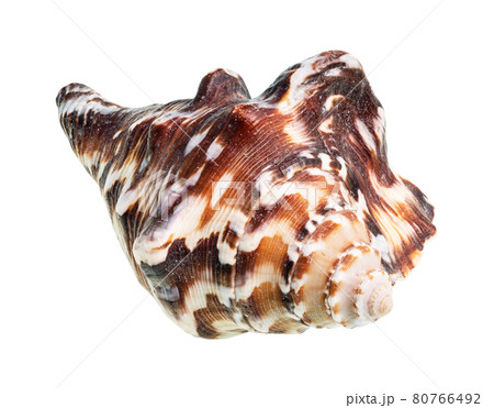 dried dark brown shell of muricidae mollusc cutout 80766492