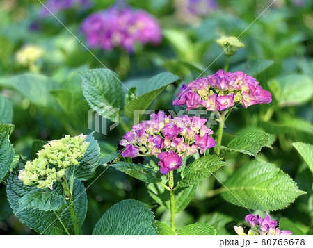 満開の紫陽花〈三ヶ根山あじさい園/愛知県東幡豆町〉 満開の紫陽花〈三ヶ根山あじさい園/愛知県東幡豆町〉 80766678