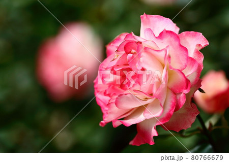 花の女王 80766679