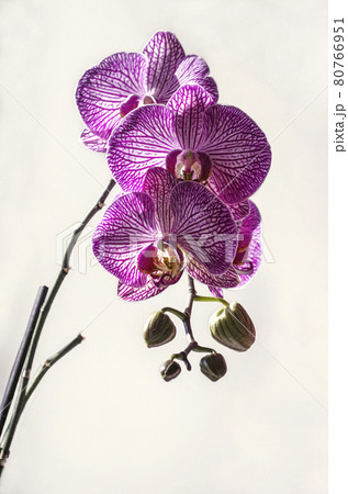 White background with blooming large purple with white stripes orchids Phalaenopsis 80766951