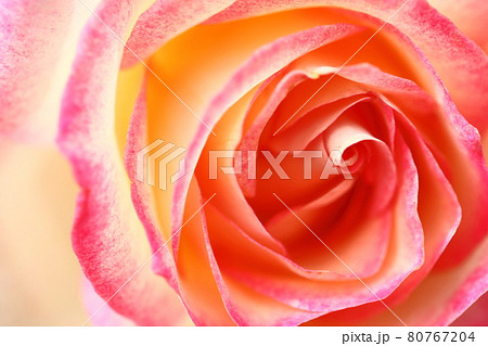 花の女王 80767204