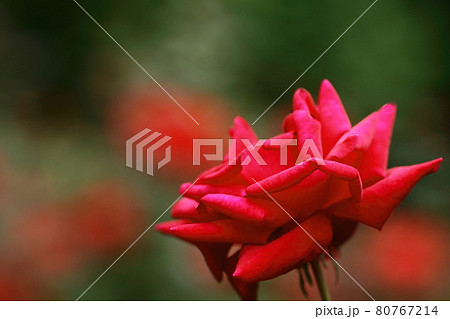花の女王 花の女王 80767214