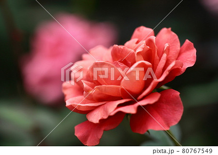 花の女王 80767549