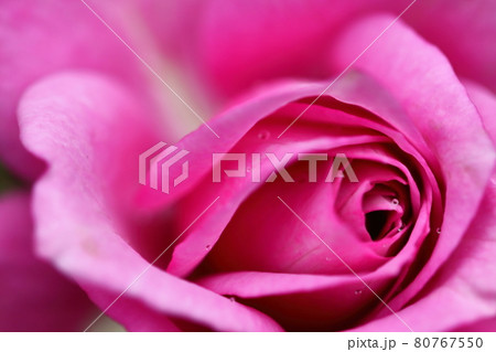 花の女王 80767550