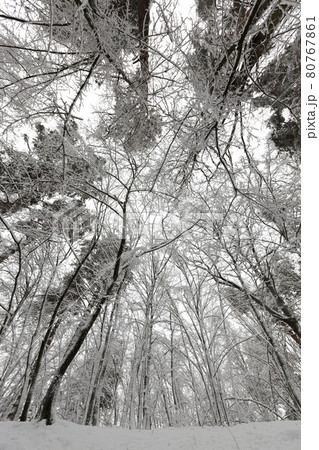 in the snow, deciduous trees in the winter season 80767861