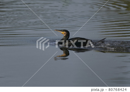 Cormorant landing on water 80768424