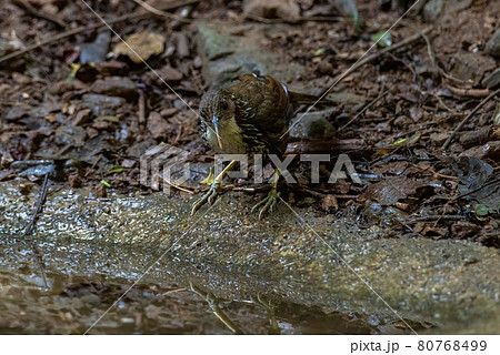 Large Scimitar Babbler bird standing on a rock in the forest 80768499