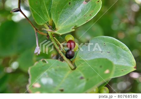 サルトリイバラの実 サルトリイバラの実 80768580
