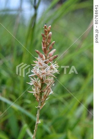 ノギランの花 80768641