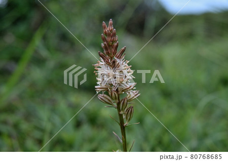 ノギランの花 ノギランの花 80768685