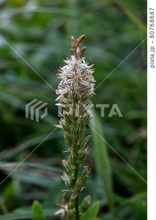 ノギランの花 80768687