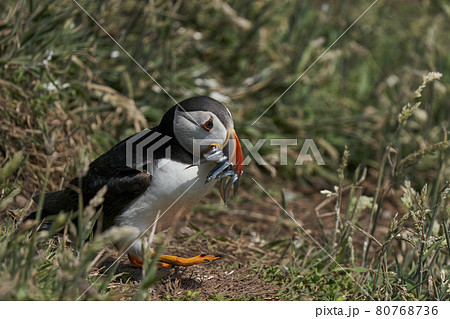 Puffin with fish 80768736