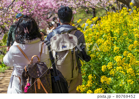 【松田町松田山、満開の河津桜と菜の花を満喫する観光客】 【松田町松田山、満開の河津桜と菜の花を満喫する観光客】 80769452