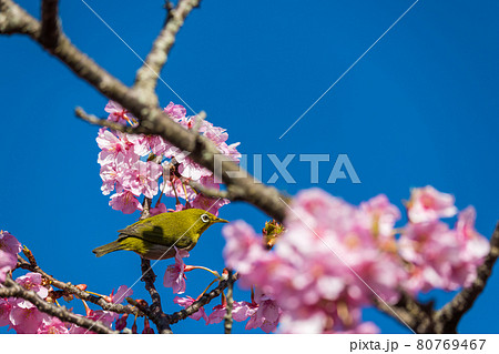 松田町松田山 満開の河津桜とメジロ の写真素材