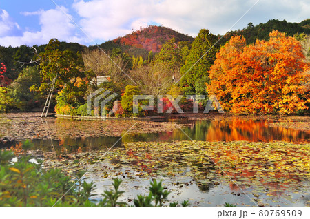 京都市右京区にある竜安寺の紅葉と鏡容池(きょうようち)に映るもみじ 京都市右京区にある竜安寺の紅葉と鏡容池(きょうようち)に映るもみじ 80769509