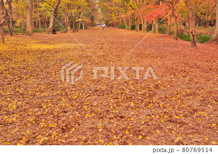 京都市左京区にある下賀茂神社の紅葉 80769514