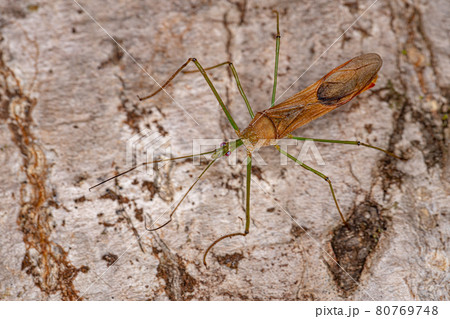 Adult Assassin Bug Adult Assassin Bug 80769748